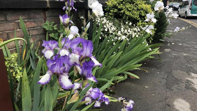 Stamford Bridge In Bloom 8